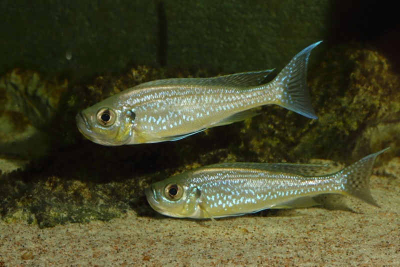 Haplotaxodon microlepis